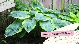 Hosta alebo funkia – tieňomilná kráľovná mnohých tvárí