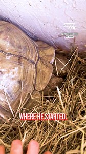 13K views · 105 reactions | This little guy is always getting himself stuck in the strangest positions  | Memezar | Facebook