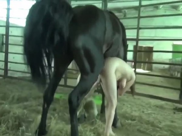 Compilation horses