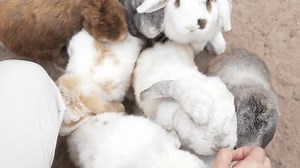 Gros plan sur des lapins adorables : vidéo de stock (100 % libre de droit) 3958340411 | Shutterstock