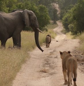 Elephant intimidates giraffe and then chases male lion away from a lioness. Nkuhlu male lion (#1) chased away from a Styx pride female he was pairing with, February 10 kaylamakenzii | Nkuhlu Male Lions Coalition