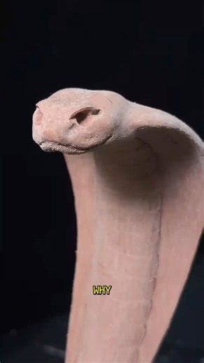 12K views · 12 reactions | Sculpting a Majestic Clay Cobra. - Sculpting A Majestic Clay Cobra #ClayArt #SculptureMagic #ArtisticProcess | Deep Dive News | Facebook