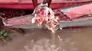 Piranha fishes eat cow head