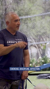 574K views · 10K reactions | Exercise, Discipline, Affection ❤️ | Cesar Millan | Facebook