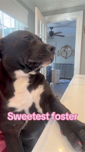“Puppylovenj.com” | Puppy Love Pet Rescue