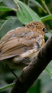 Juvenile Robin