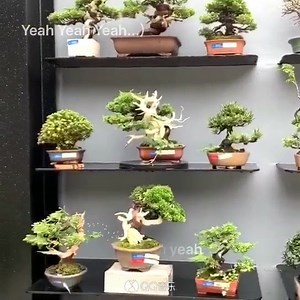 A “huge” collection 😊😊😊 | Hong Kong Bonsai Pots