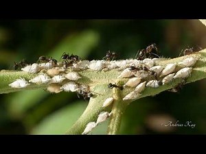 Ants tending treehopper nymphs for honeydew