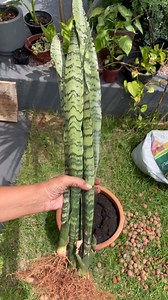 Hellooooo Planteiras(os)!!!! Quem mais ama achar uma planta jogada fora? Eu com toda certeza. Hj de manhã encontrei essa espada de São Jorge jogada no terreno ao lado da casa vizinha. Eu não penso 2 vezes, já levei logo embora comigo e já plantei ela🪴 Dá play no vídeo pra ver o resultado🪴 E vc planteira, tbm gosta de achar plantas? #amigadasplantinhas #plantas #casacomplantas #plantasdecasa #plantasdentrodecasa #plantasemcasa #folhas #espadadesaojorge #matogrossodosul #cantinhoverde #florestau