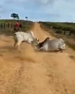 1.3K views · 28 reactions | Tough competition | Beautiful Bulls | Facebook