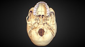 Inferior View of the Skull - 3D model by Alekskonn (@alexalexcool)