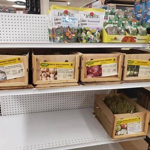 🌷Spring is right around the corner! Burpee seeds and flower mixes have arrived and Bonnie just made the first drop with onions bundles!🌷 | Haynes Ace