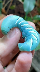 26K views · 368 reactions | Feeding Sabzi and Basil, my green tree monitor lizards (Varanus prasinus) hornworm caterpillars for dinner! Unfortunately, they are sometimes messy eaters 﫣年! • #treemonitor #varanusprasinus #reels #viral #instagram #pet #animal #reptiles #varans #greentreemonitor #pet #sabzithegreentreemonitor #reptiliatus #monitorlizard #lizard #pets #eating #feeding #lizardsofinstagram #reptilesofinstagram #animals #petsofinstagram | Reptiliatus | Facebook