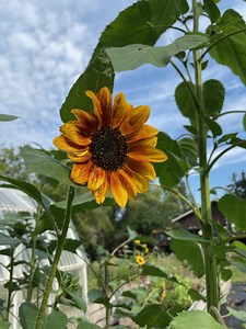 5 Easy Annual Flowers for Beginner Seed Savers