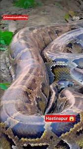 Hastinapur 😱 nikl ajgar #viral #trending