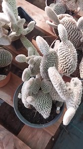 3.9K views · 162 reactions | Opuntia Microdasys var. Albispina #cactus #cactuslover #cactuslove #opuntia #opuntiamicrodasys #fyp #garden #beauty #Amazing #reels #viral #viralreels #plantbased #plantlover #nature #photography #foryou | Decor & Beauty | Facebook