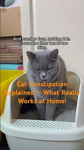 Why your cat isn’t pooping — and what you can safely do about it #CatCare#CatHealth