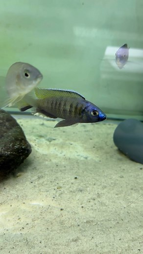 Wild Mchenga thinos😍🇲🇼 | Rosendal Malawi Center