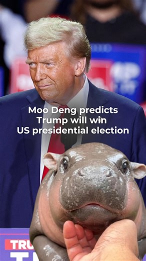 Moo Deng chose Donald Trump as the next US president in her prediction and explained that she is now too busy but appreciates all votes for her. #ThaiPBSWorld #ThailandNews #ThailandUpdate #USPresidentialElections2024 #MooDeng #เลือกตั้งสหรัฐ2024 #หมูเด้ง | Thai PBS World