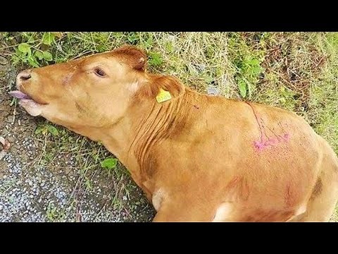 PARATUBERCULOSIS DISEASE IN CATTLE/A Cow affected with the johnes disease/Johnes Disease Treatment