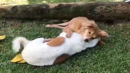 Animal SOS Sri Lanka on Reels