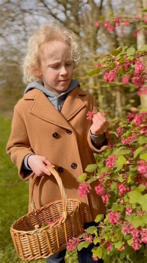 36K views · 1K reactions | Arthur 戮 finds and identifies a wonderful edible spring shrub, the Flowering Currant. He also demonstrates how to make a wild tea on the go!  Ribes sanguineum, The Flowering Currant #foraging #forager #forage #forageuk #forageforfood #nature #naturelovers #naturelover #naturelearning #wildling #ribes #currant #currants #floweringcurrant #plant #plants #edibleplants #wildflowers #spring #tea | The Grizzly Forager | Facebook