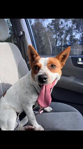 Bonnie is ready for her forever 💕 #sheppanimalrescue #sheppartonanimalrescue #rescuedogsofinstagram #rescuedismyfavoritebreed | Shepparton Animal Rescue & Rehoming