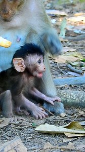 Adorable and in excellent health monkeys | Monkeys Daily