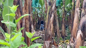2.7K views · 41 reactions | #Atentos |#Machala |#ElOro MUJER FUE HALLADA ENTERRADA EN UN PRESIO BANANERO | R7machala | Facebook