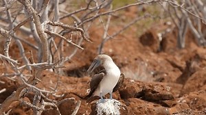 Vidéo de haute qualité d'un oiseau : vidéo de stock (100 % libre de droit) 3985461023 | Shutterstock