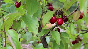 Cornel tree with red cherries