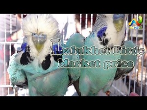 Lalukhet Birds Market price | Budgies Parrot For Sale 14 January 2018