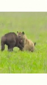 Daily African Animals on Reels