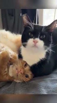 You’ve NEVER Seen Cats Fight Like This 😳🐱