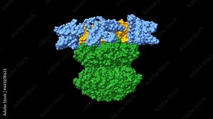 KaiCBA cyanobacterial circadian clock backbone model, 6 KaiA dimers (blue), 6 KaiB monomers (orange), KaiC hexamer (green), based on PDB 5n8y, 3D cartoon and Gaussian surface models, black background