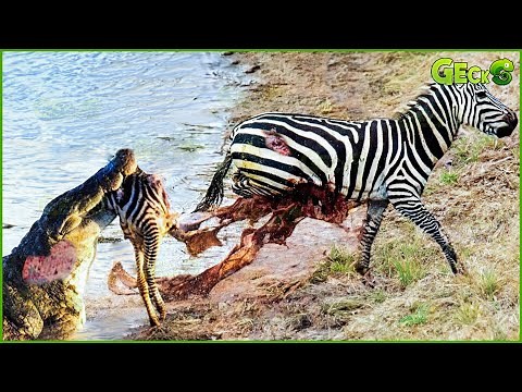 30 Moments Crocodile Attacks Lions, Zebras And Other Animals | Animal Fight