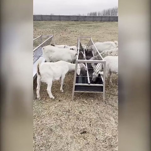 99 Gallons Goat Hay Feeder, 25'' Wide Hay Rack for Goats, Heavy Duty Galvanized Steel Hays Rack, Hays Feeders with 8'' Removable Deep Feeders Pan, Easy Assembly Goat Feeder for Sheep, Cows