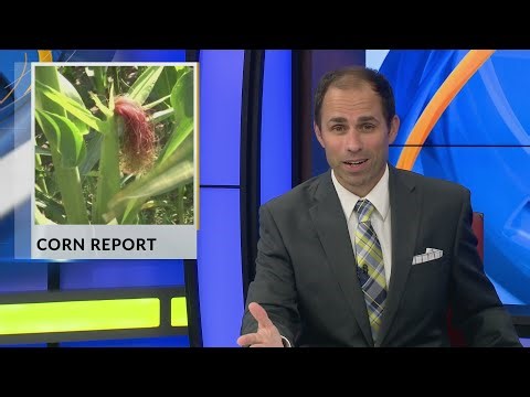Corn report