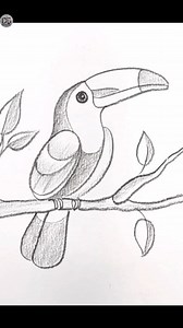 Toucan easy pencil sketch #drawing #pencilsketch | Drawing Book