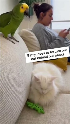 Cat Gets Pranked by a Parrot the Laugh After the Prank Is Unreal