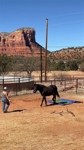 Liberty over the tarp | Scout's Trail