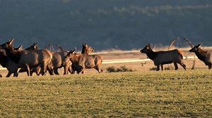 Elk on the move in southwest Colorado | Wildlife throughhopeseyes.