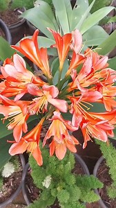 55K views · 3.8K reactions | The best time to plant clivia in the garden is spring or summer 華 #Clivia #flowers #flowerstagram #beauty #plants #reels #viral #Amazing #garden #fyp #foryou | Decor & Beauty | Facebook