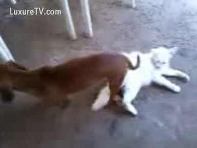 Large dog burying his cock deep in a white cat's pussy