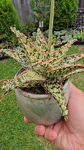 1.8K views · 84 reactions | Flowering aloe fantasy hybrid #bikolanahardinera | Bikolanahardinera | Facebook