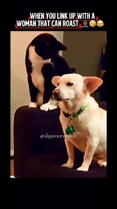 Screaming for PAW Patrol is crazy 🤦🏾‍♂️😭😭 #funnyvideos #funnydog #funnycat #explorepage #hilarious #alquincewalker #CapCut | Alquince So'stupid Walker