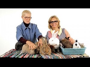 Which Rabbit Breed Is Best? | Pet Rabbits