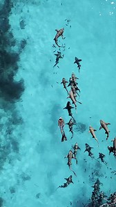 31K views · 1.2K reactions | Nature gallery on Reels | Facebook