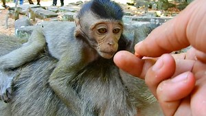 5.5K views · 233 reactions | i give peanut to poor Venus, baby Venus cry shaking mom beat refuse milk | Animals JoJo Family | Facebook