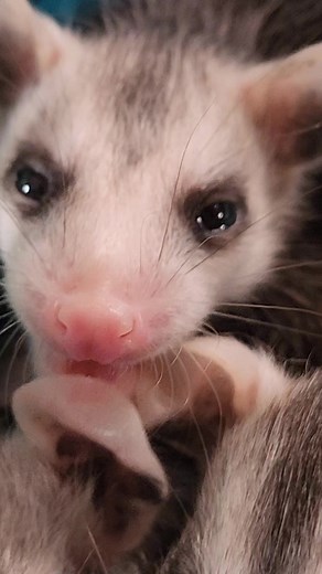 15K views · 1.8K reactions | Baby opossums #mondayvibes #happy #wildlife #cute | Little Bit Wildlife Rescue | Facebook